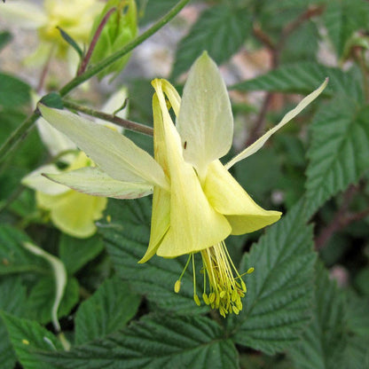 Yellow Aquilegia Viridiflora Flower Seeds