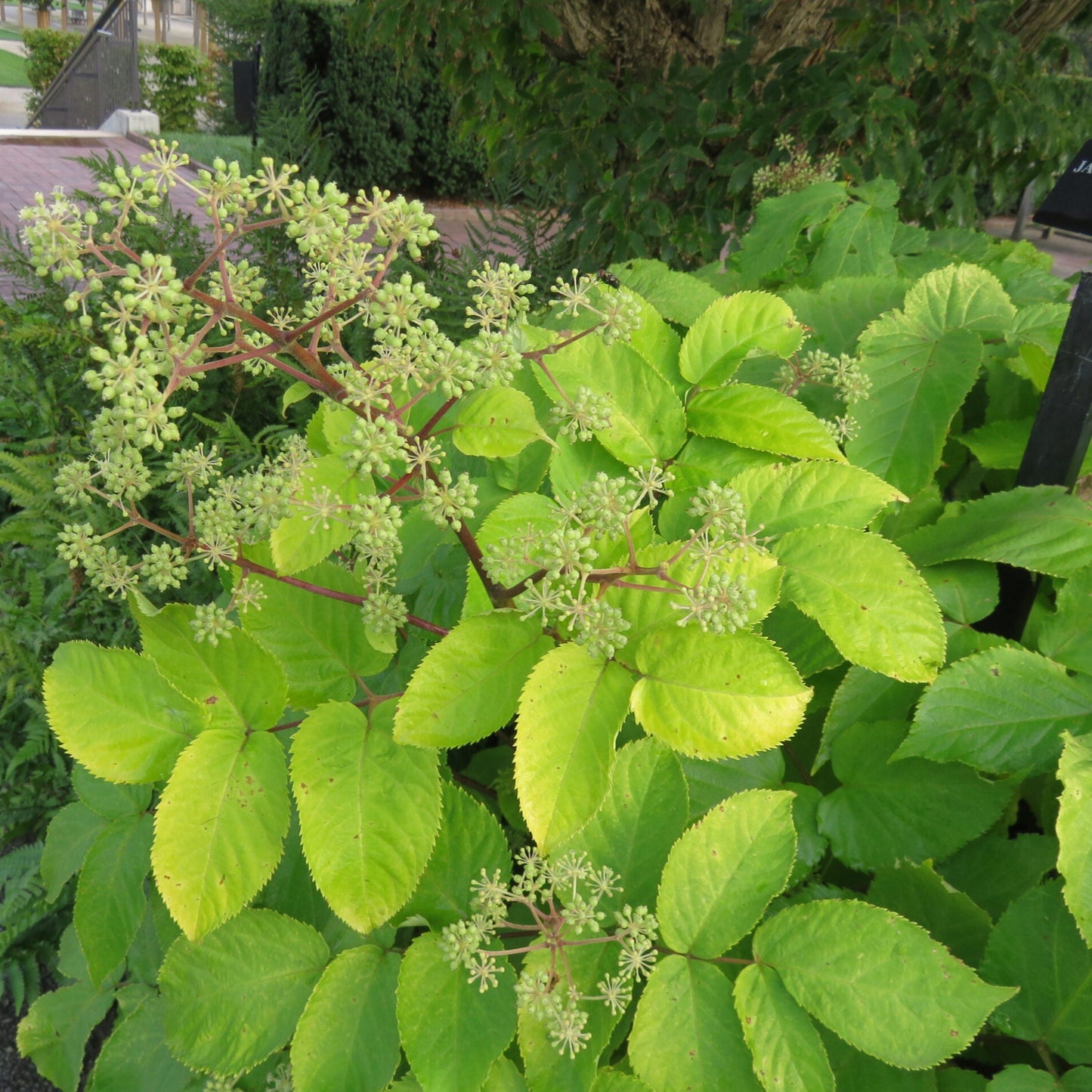 Semi di Erba di Aralia Cordata