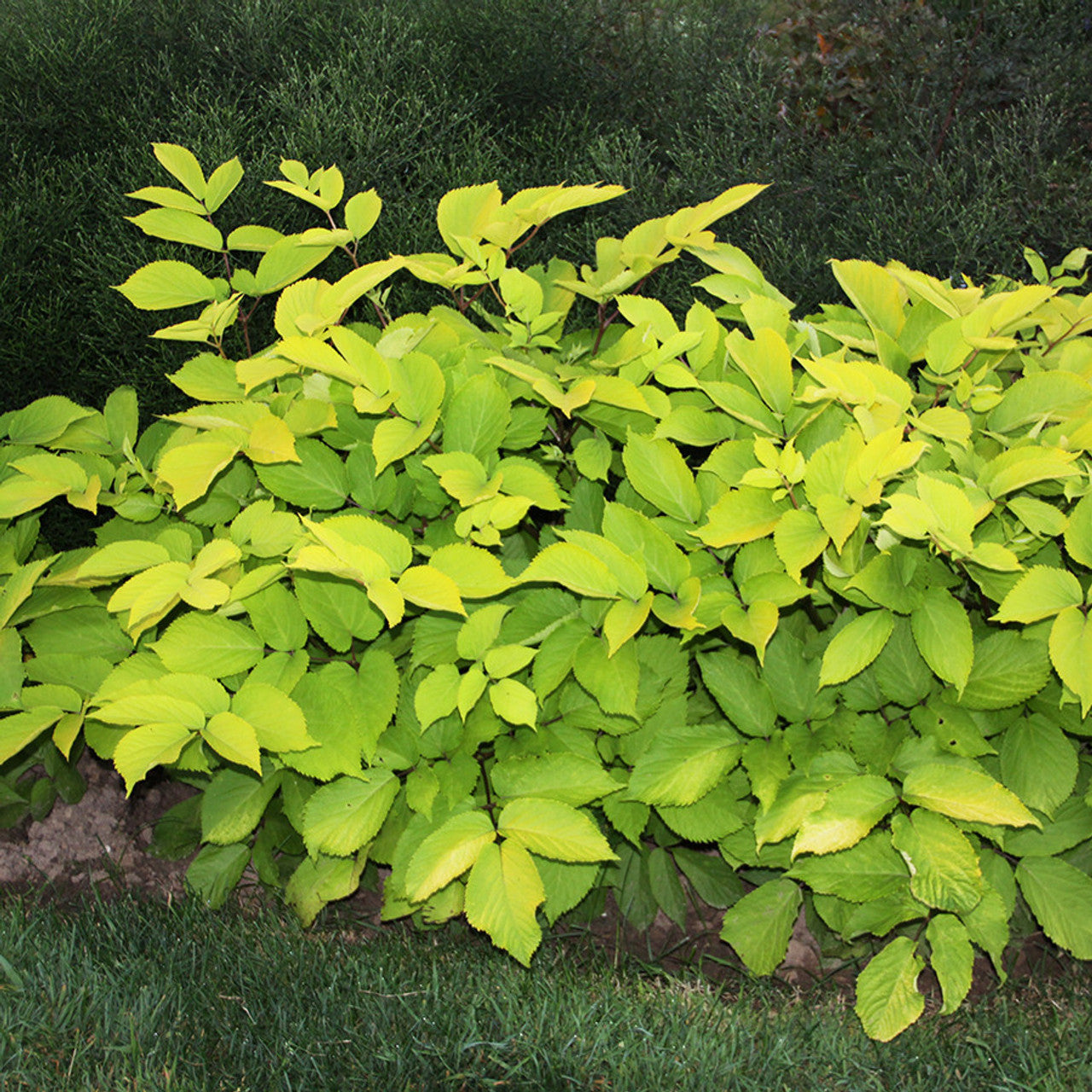 Semi di Erba di Aralia Cordata