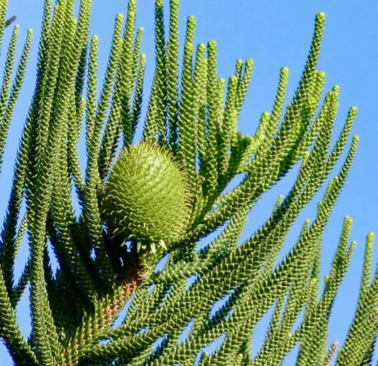 Green Araucaria Flower seeds for Planting - Colorful Display, Heirloom & GMO Free Seeds for Home Garden