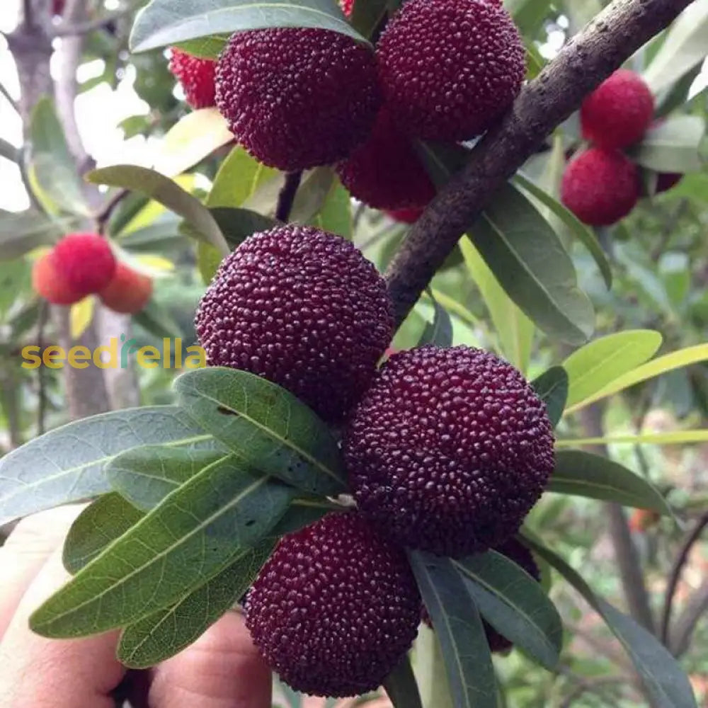Arbutus Bayberry Fruit Seeds For Planting Lavender heirloom non-gmo organic garden seeds