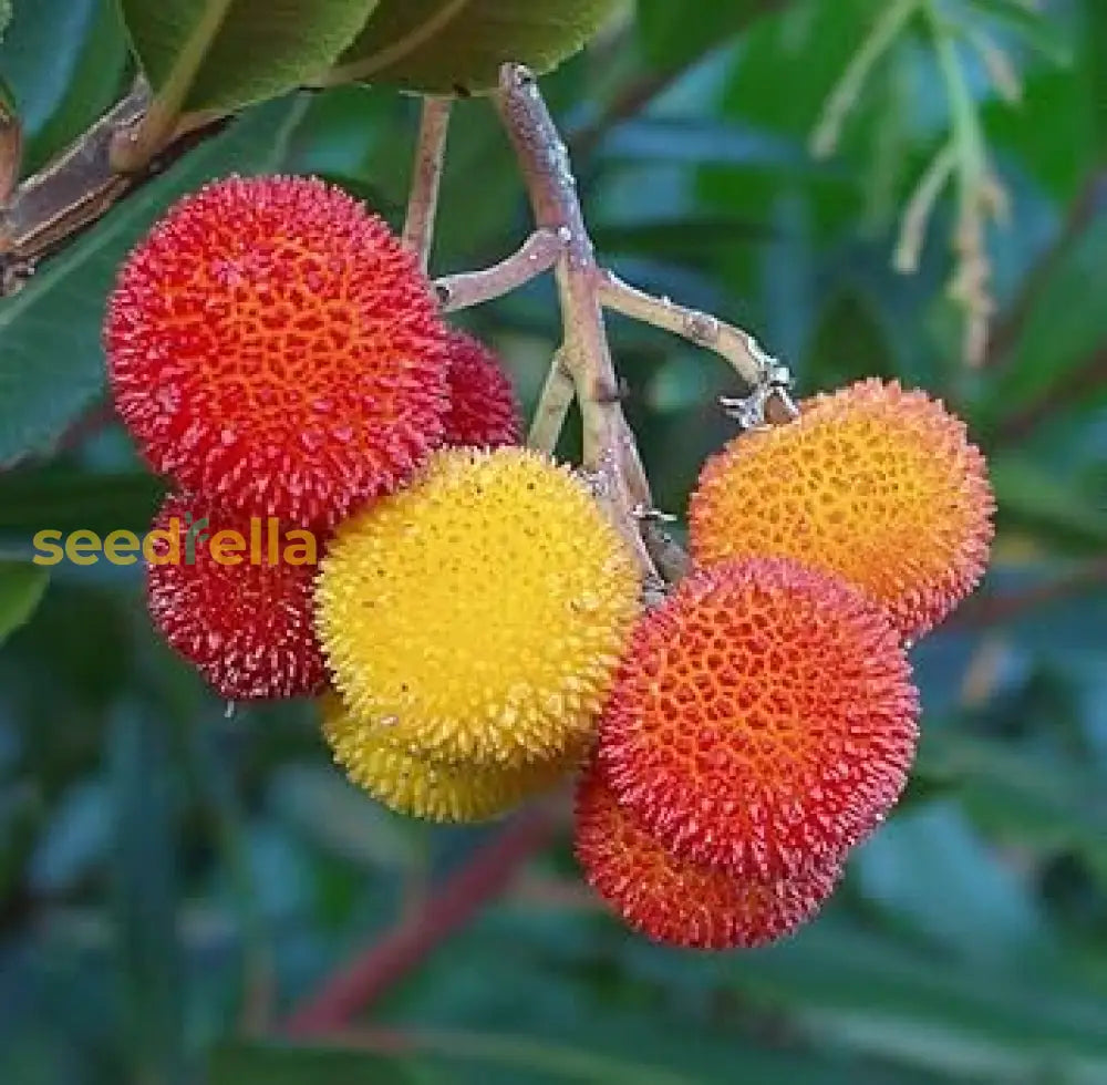 Planting Guide for Arbutus Fruit Seeds