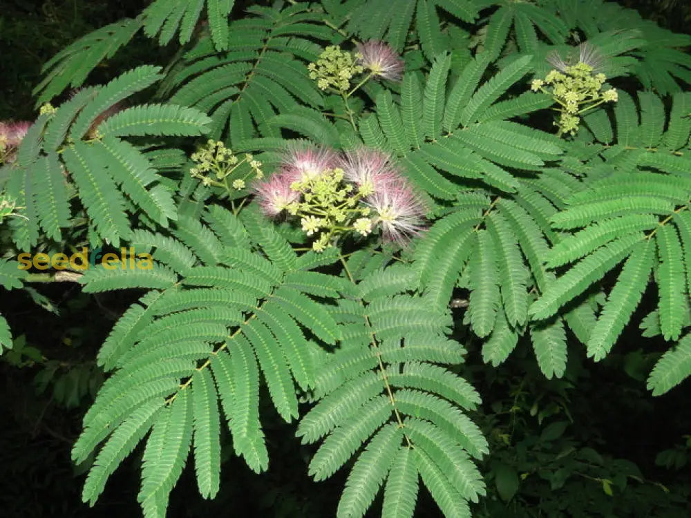 Planting Guide for Arbutus Fruit Seeds