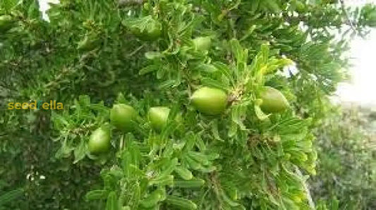 Argan Tree Seeds For Planting In Morocco heirloom non-gmo organic garden seeds