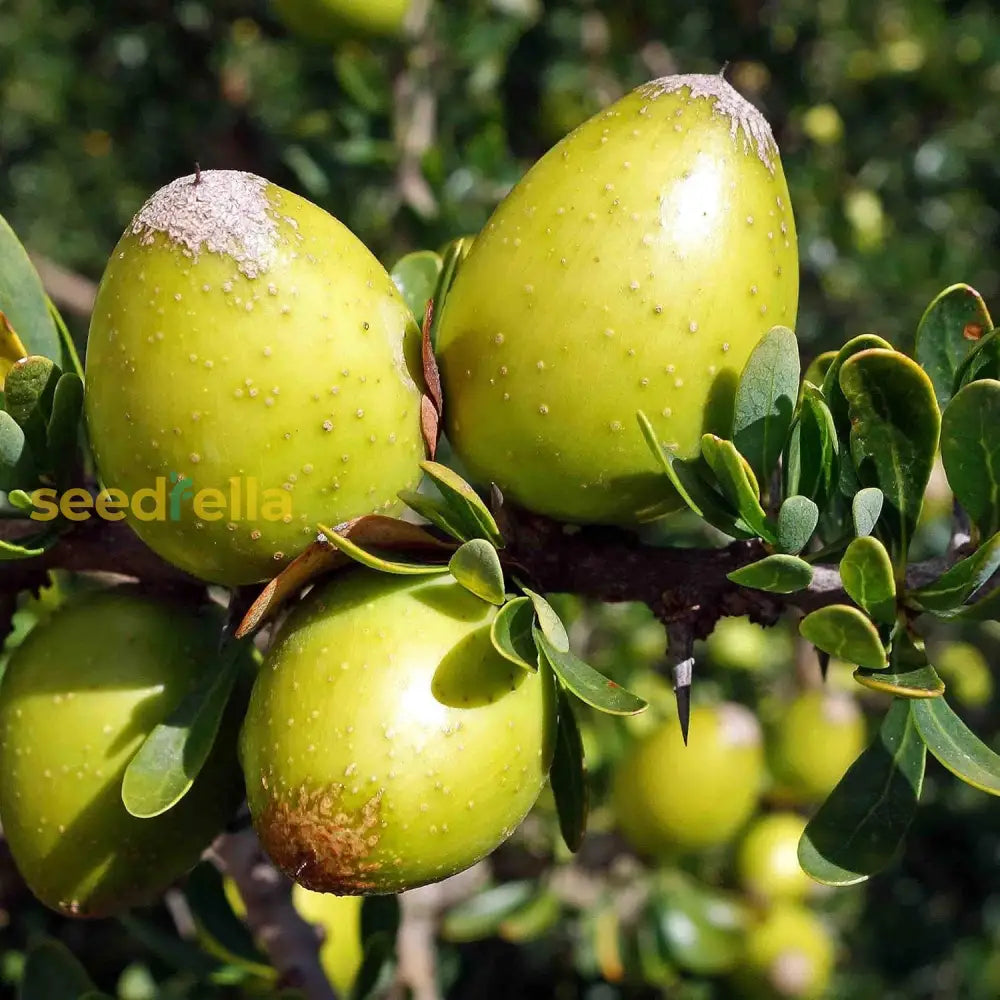 Argania Spinosa Fruit Seeds Easy Planting heirloom non-gmo organic garden seeds