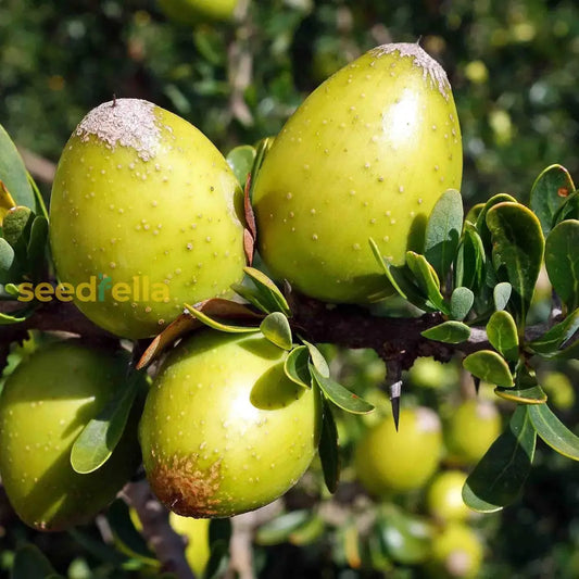 Argania Spinosa Fruit Seeds Easy Planting heirloom non-gmo organic garden seeds