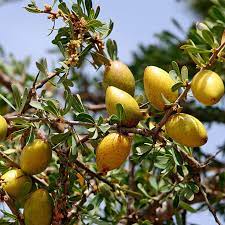 Argania Spinosa Fruit Seeds - Easy Planting
