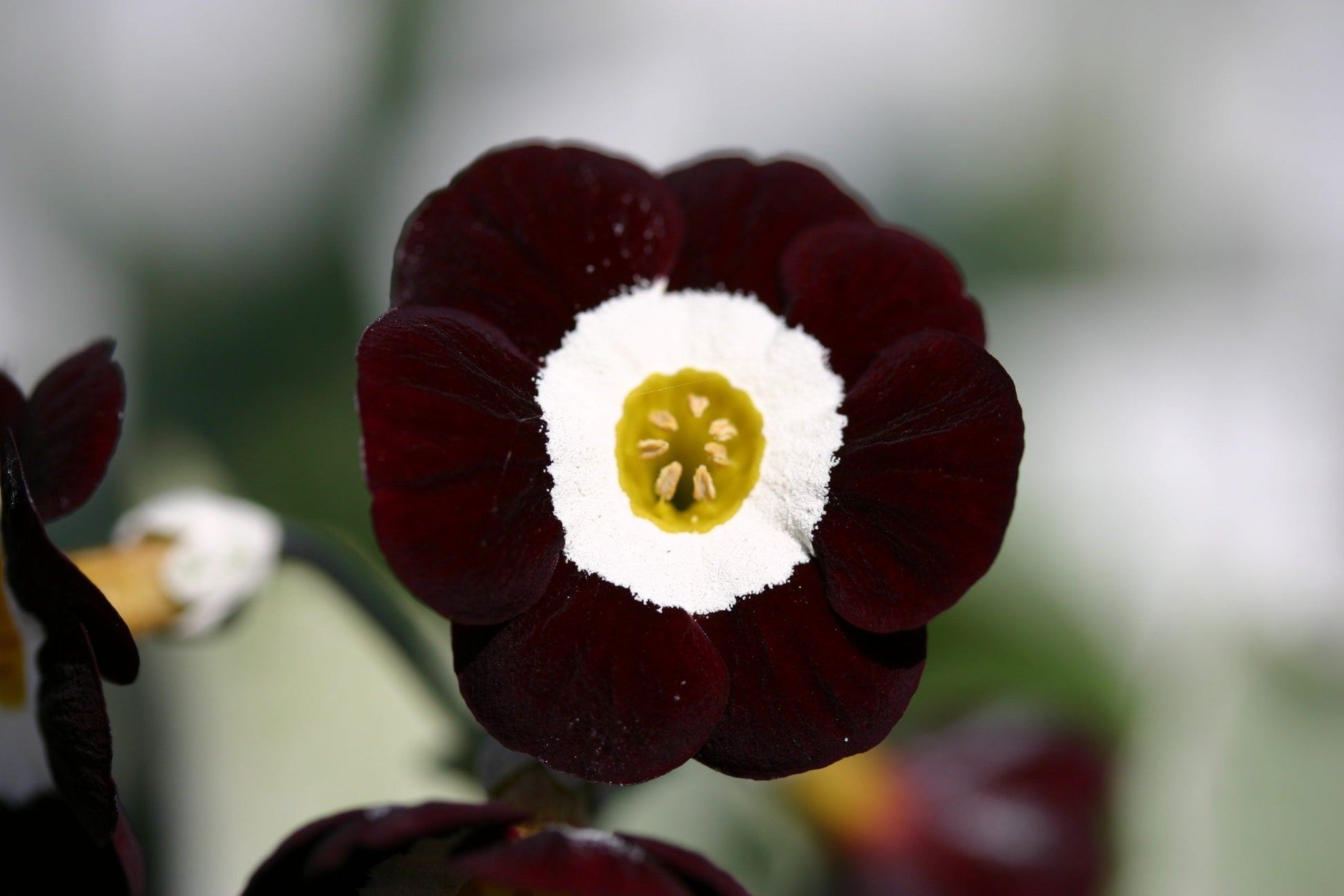 Primula Auricula Black Flower Seeds - Planting 