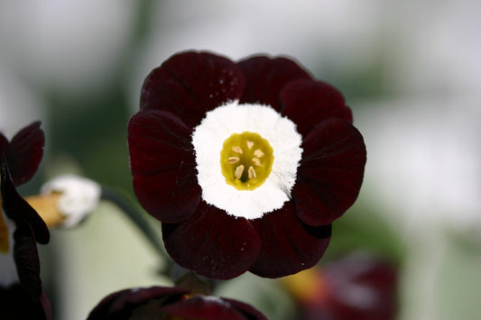 Primula Auricula Black Flower Seeds - Planting 