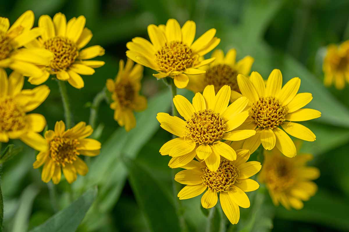 Arnica Flower Seeds