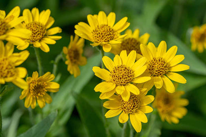 Arnica Flower Seeds