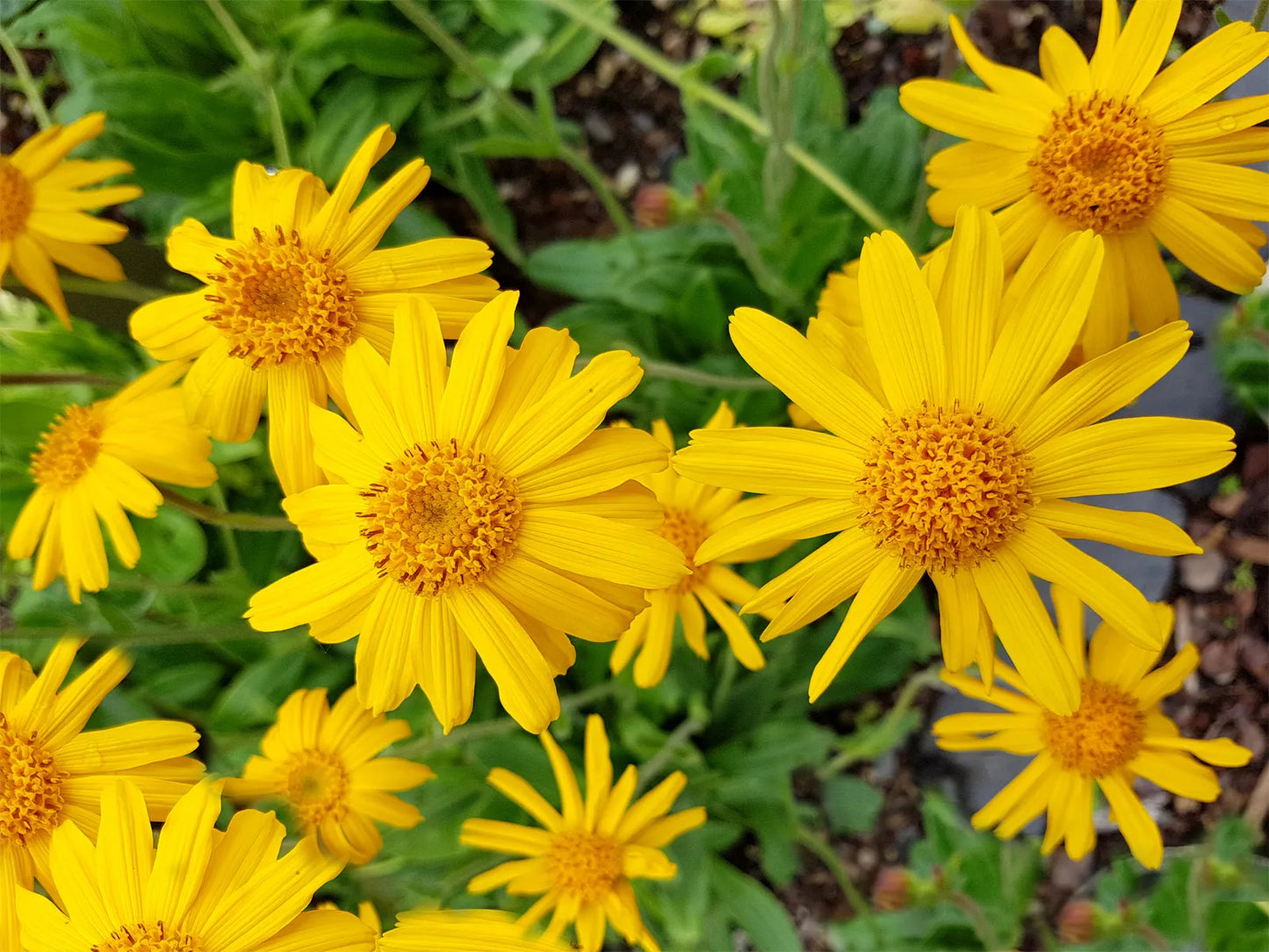 植え付け用フレッシュアルニカの花の種 - 鮮やかな花、伝統種で遺伝子組み換えなしの家庭菜園用種子