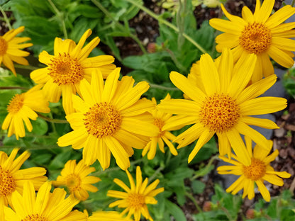 植え付け用フレッシュアルニカの花の種 - 鮮やかな花、伝統種で遺伝子組み換えなしの家庭菜園用種子