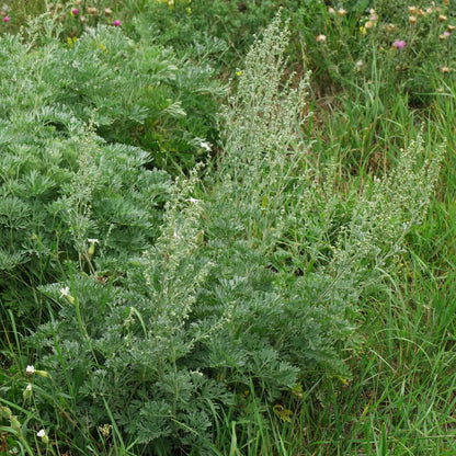 Absinthe Wormwood Herb Seeds