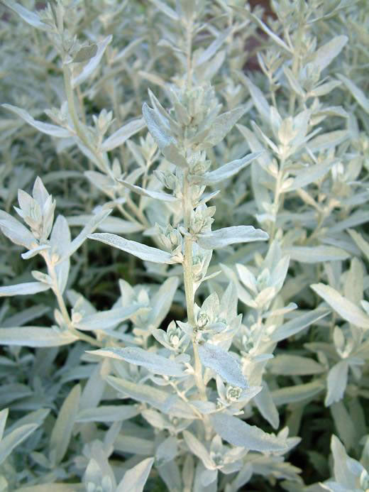 Semi di Erba di Salvia Bianca