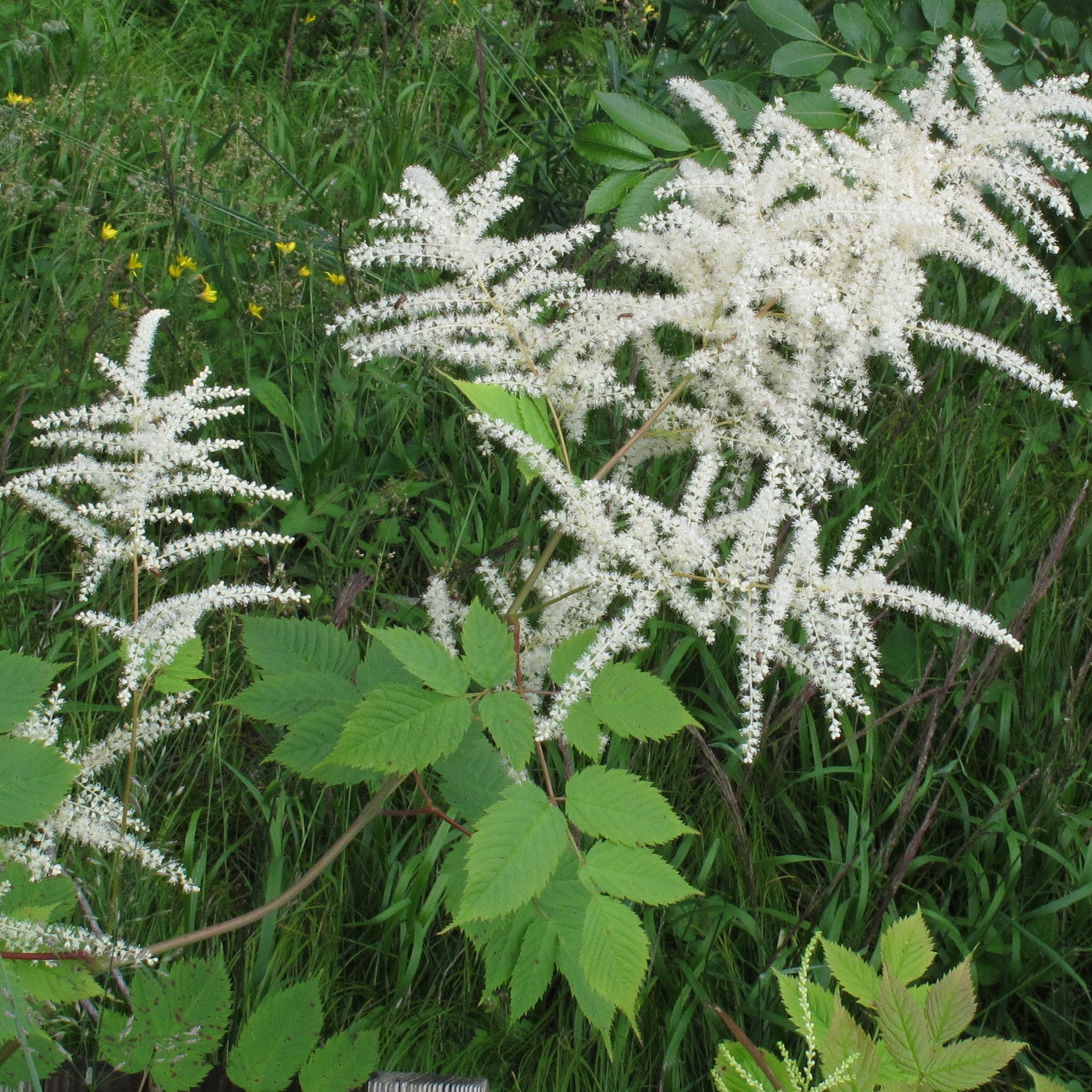 Semi di Arbusto Barba di Capra