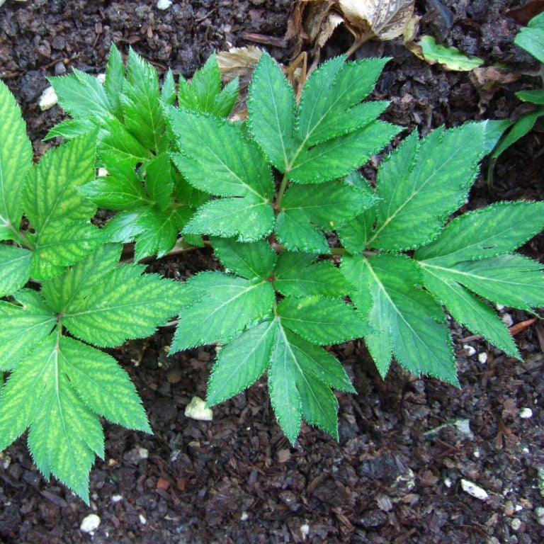Ashitaba Herbal Planting Seeds For Planting Organic Garden Seeds – Pure ...