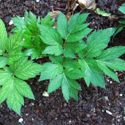 Ashitaba Seeds for Planting