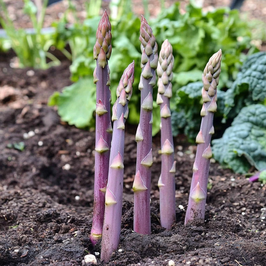 Purple Passion Asparagus Vegetable Seeds for Planting – Heirloom, Non-GMO, Unique Purple Variety, Easy to Grow