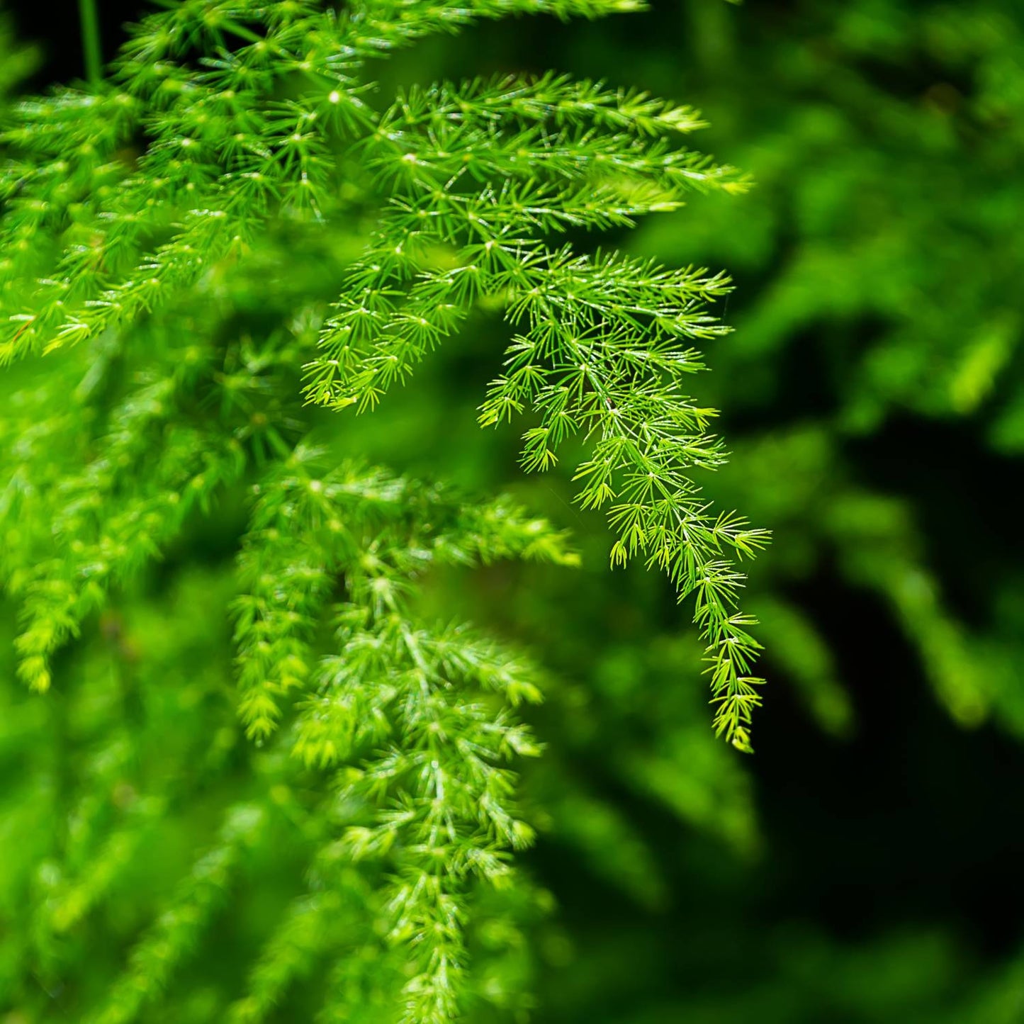 Asparagus Fern Herb Seeds