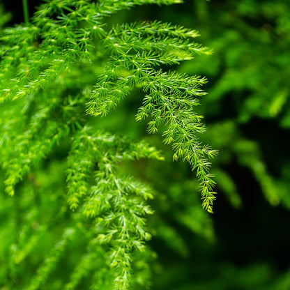 Asparagus Fern Herb Seeds
