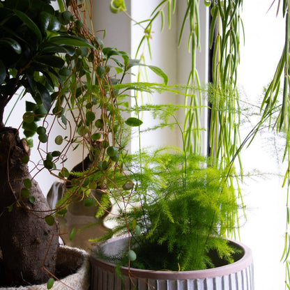 Asparagus Fern Herb Seeds