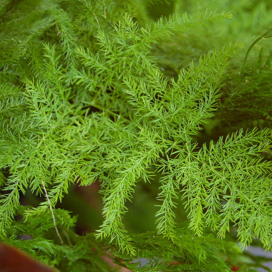 Asparagus Fern Plant Seeds