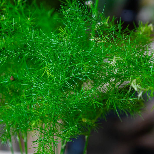 Asparagus Fern Herb Seeds