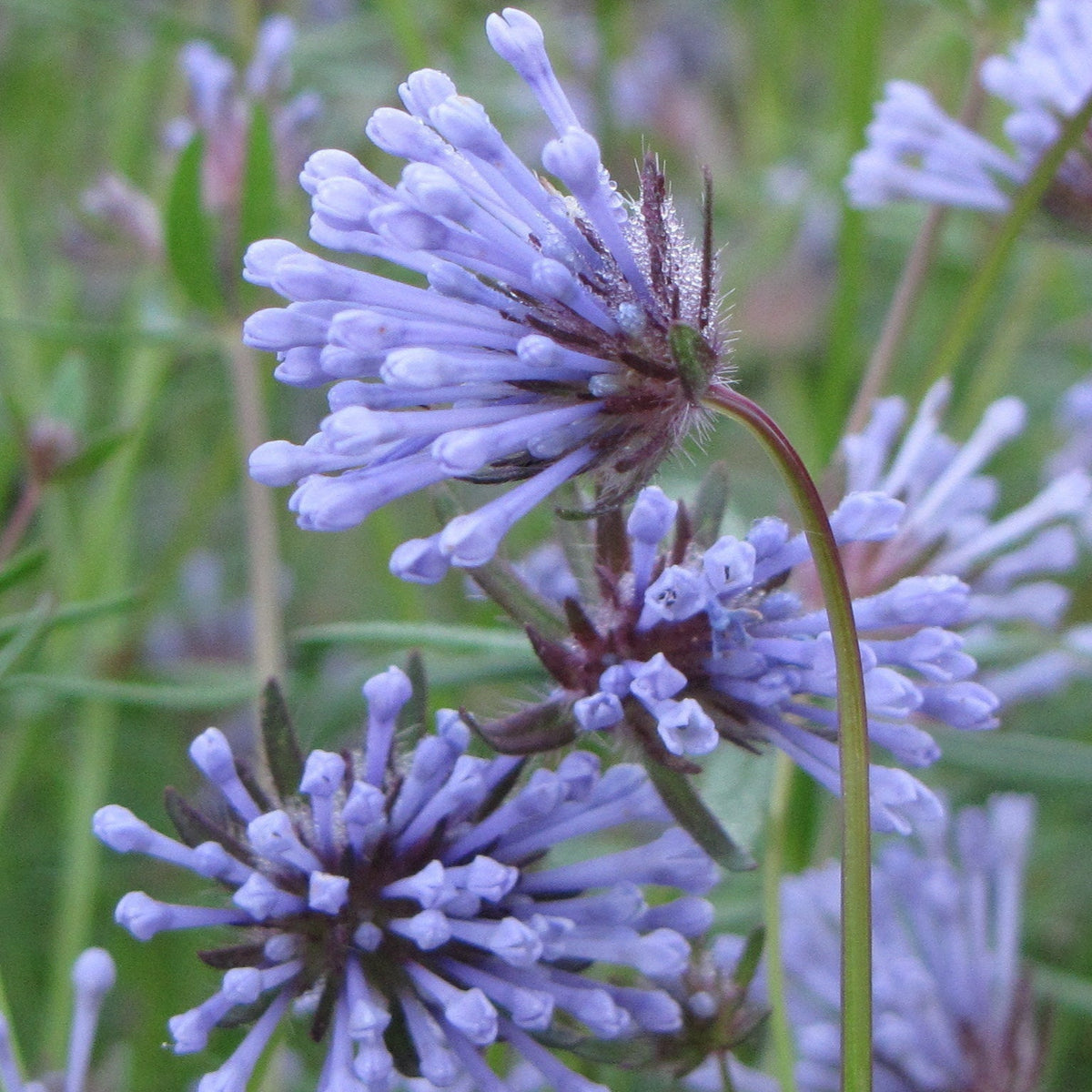 Blue Woodruff Flower seeds for Planting - Wildflower Mix, Heirloom & GMO Free Seeds for Home Garden
 
 Sale for planting in home garden
