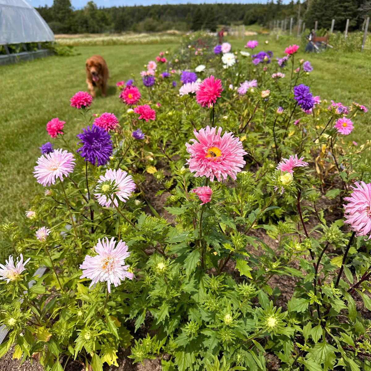 Mixed Crego Flower Seeds Planting Pack For Vibrant Garden Blooms