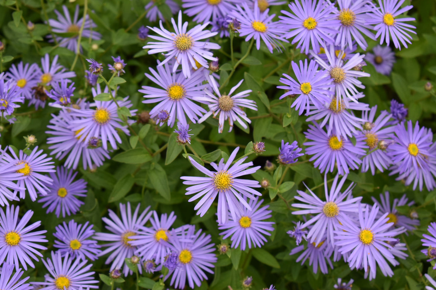 Aster Frikartii  Flower Seeds