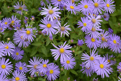 Aster Frikartii  Flower Seeds