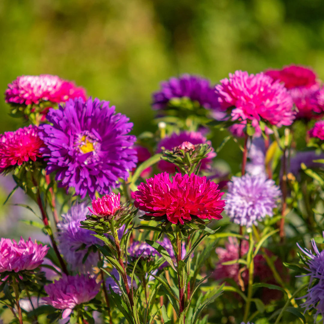 Aster Frostblumen Samen
