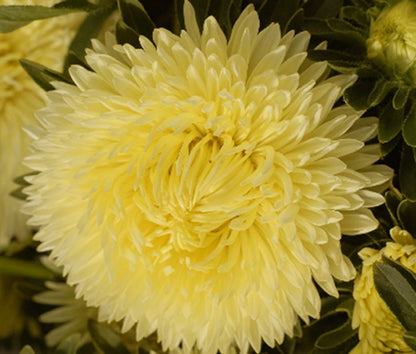 Callistephus Yellow Peony Aster Flower Seeds