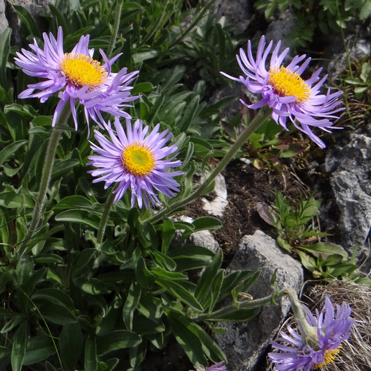 Aster Alpinus Flower Seeds