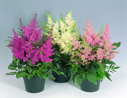 Astilbe Flower Seeds