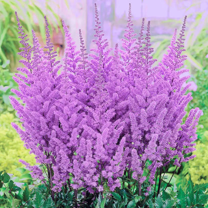 Astilbe × arendsii Purple Blooms