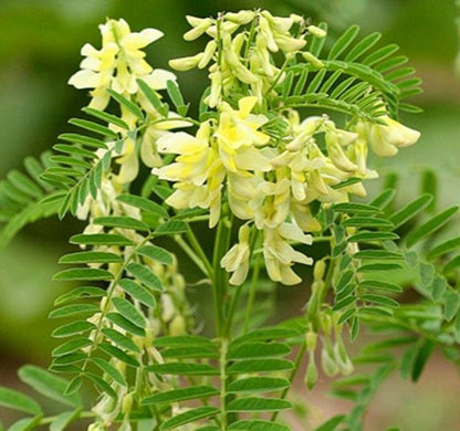 Astragalus Flowering Seeds for Gardens
