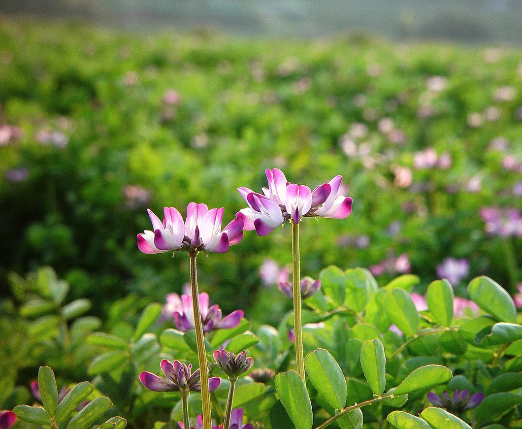 Astragalus Sinicus Flower seeds for Planting Vibrant Colors Heirloom & GMO Free Seeds for Home Garden