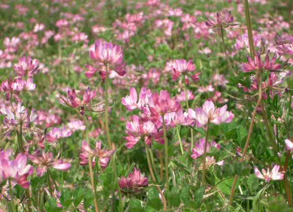 Astragalus Sinicus Flower seeds for Planting Vibrant Colors Heirloom & GMO Free Seeds for Home Garden