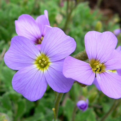 Aubrieta Deltoidea Flower Seeds
