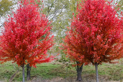Freeman Maple Plant Seeds for Planting – Heirloom, Non-GMO, Perennial, Easy to Grow