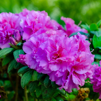 Azalea Autumn Royalty Flower Seeds