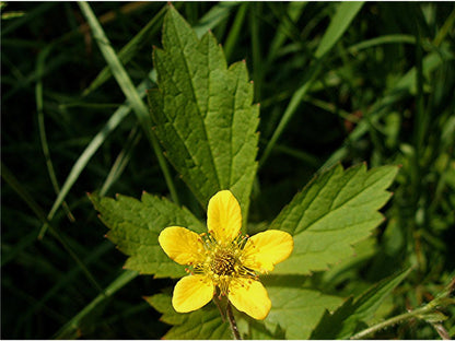 Wald-Nelkenwurz-Kräutersamen