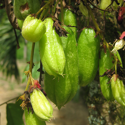 Averrhoa Bilimbi  Cucumber Fruit Seeds