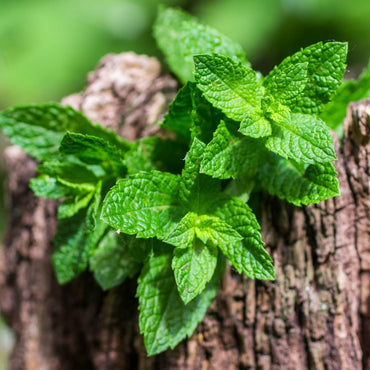 Spearmint Mentha Spicata Seeds