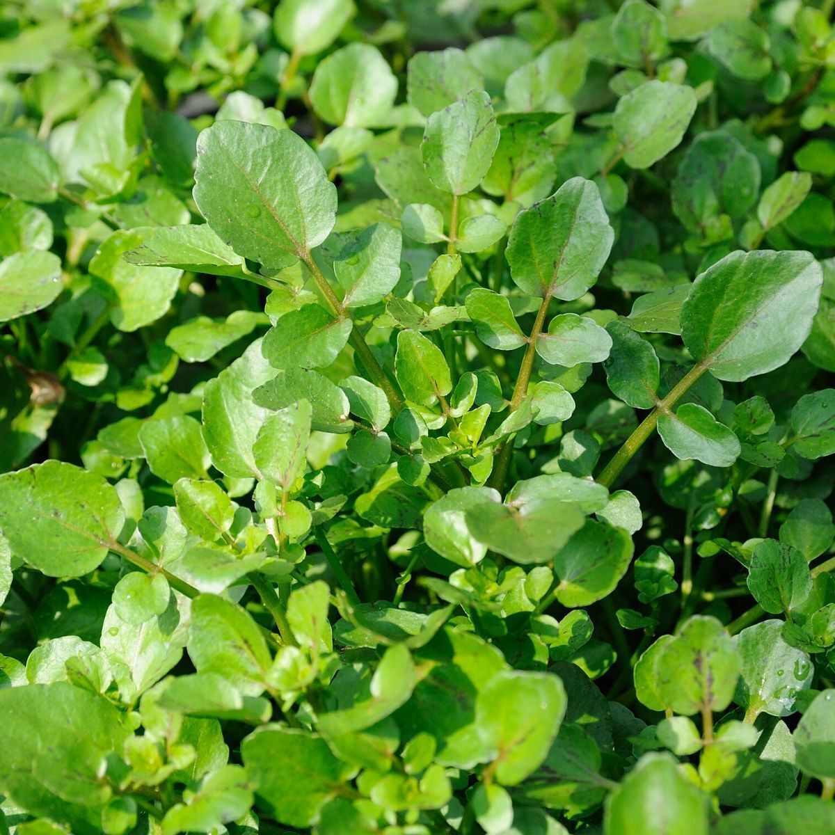 Watercress Herb Seeds