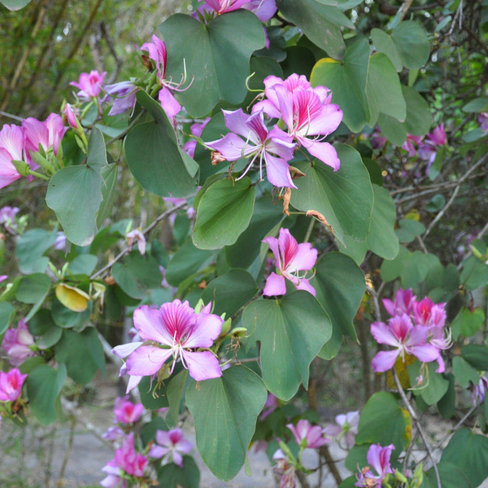 Pink Bauhinia Variegata Flower Seeds
