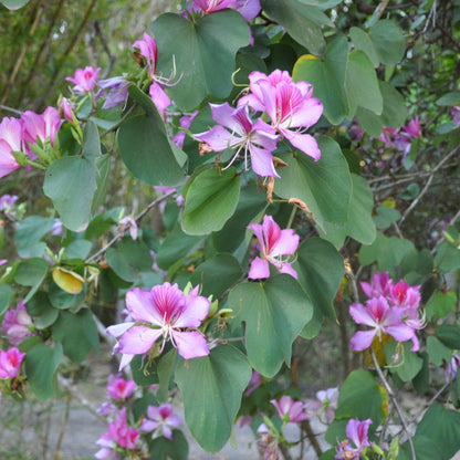 Pink Bauhinia Variegata Flower Seeds