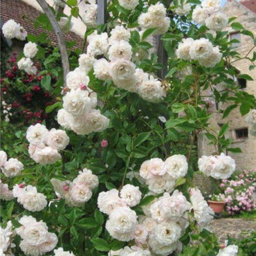 Climbing Sombreuil Rose - Elegant White Climbing Rose Bush for Your Garden